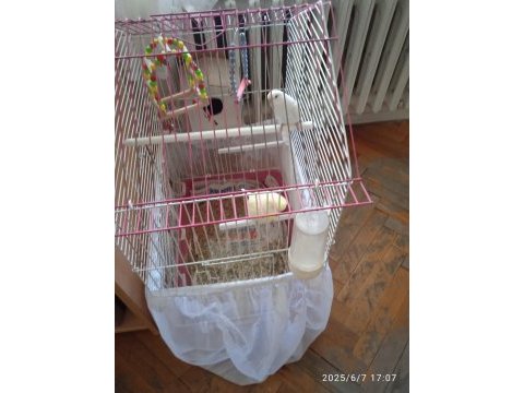 2 adet çift albino muhabbet kuşu çift yuvalıklı