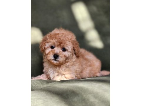 Minik f1b maltipoo yavrular