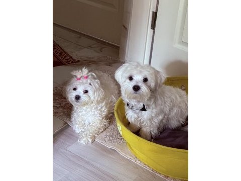 Maltese terrier 0 numara yeni yavrular