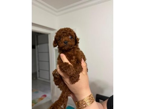 Poodle kalitesinde maltipoo köpeği