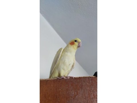 Dişi sultan papağanı 4 aylık