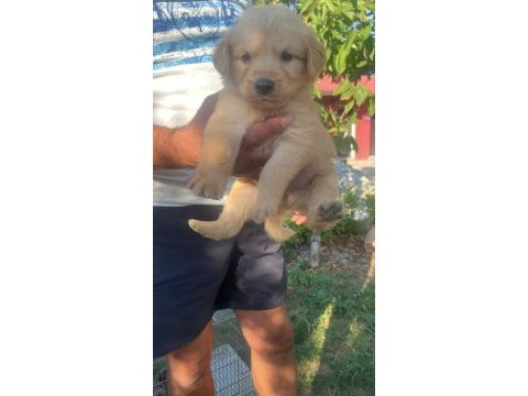 Golden retriever uygun ve güzel