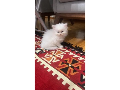 British longhair beyaz yavru