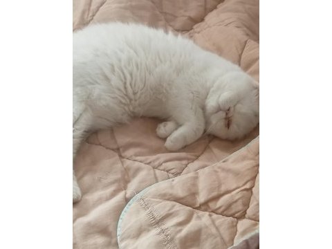 Bir buçuk yaşında erkek dokuz aylık dişi exotic shorthair