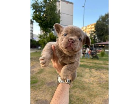 French bulldog yavru köpekler
