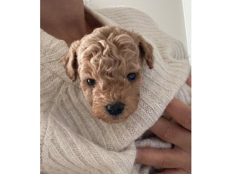 Apricot toy poodle