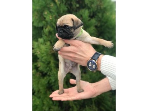 Hamburger suratlı pug / mops puppy