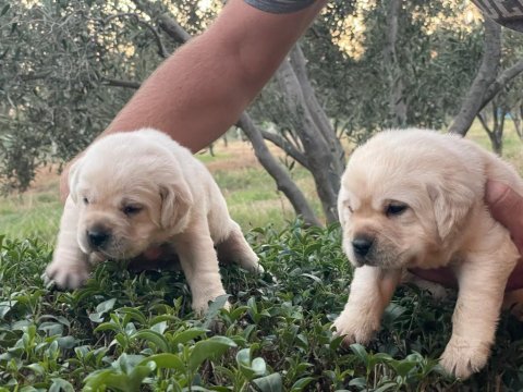 Safkan ırk garantili labrador retriever yavruları