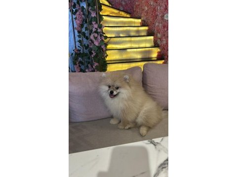 2 aylık erkek pomeranian