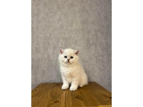 Emsalsiz güzellikte brıtısh shorthair yavrularım 