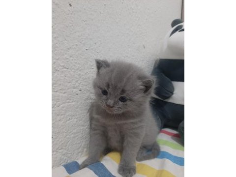 British shorthair yavruları