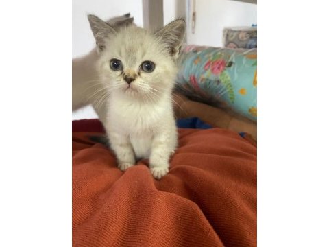 Yavru british shorthair kediler