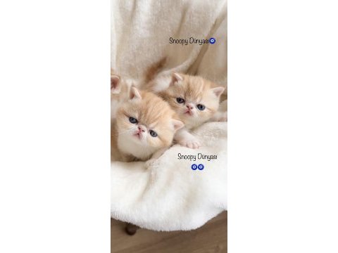 Show face snoppy surat garfield exotic shorthair yavrum