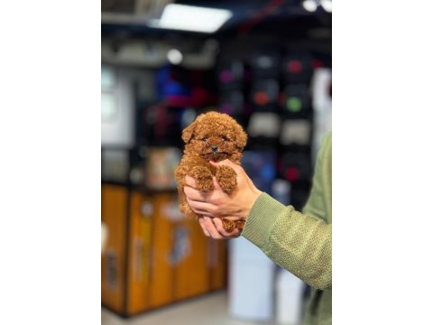 Mini toy poodle yeni yuvasına hazır