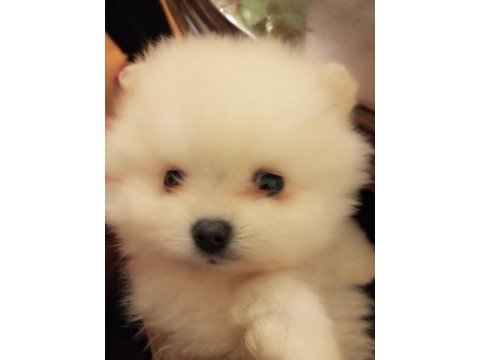 Safkan anne ve baba şecereli pomeranian boo