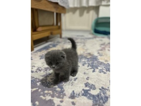 Kedim duman yeni bir sahip arıyor 3 aylık erkek daha yavru