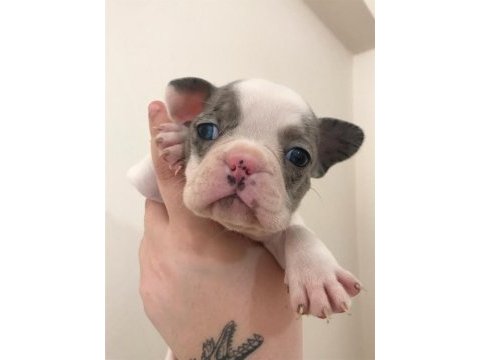 5 erkek yavru french bulldog sahiplenilmeyi bekliyor