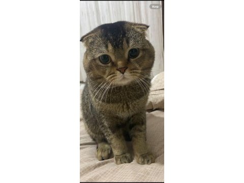 Scottish fold kedisi sahiplendirme