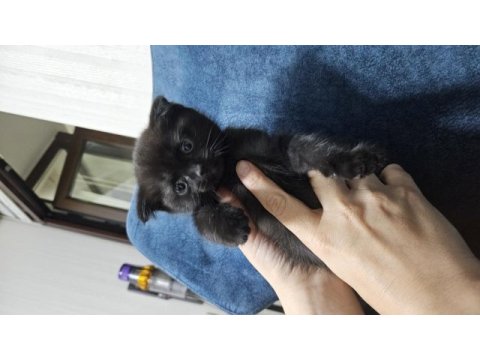 Scottish fold siyah kedimiz