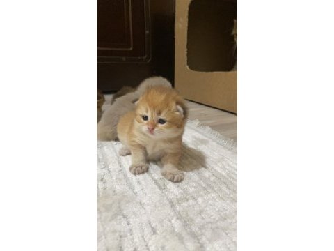 Safkan british bebeklerim pet & şecereli rezerveye açık