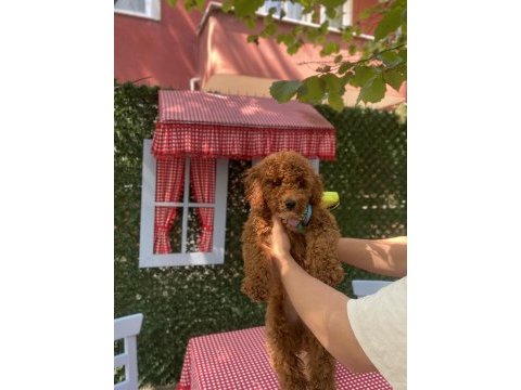 Akıllı ve sevimli coffee coffee poodle