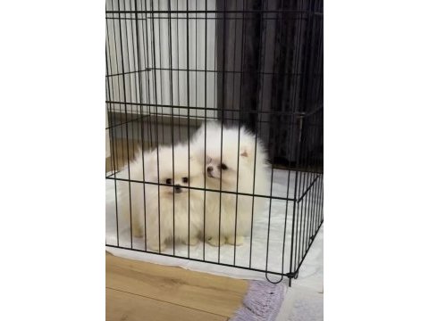 Efsane iki erkek soyu sopu belli çok sağlam pomeranian