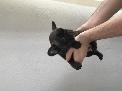 Blue gen fransız bulldog yavruları