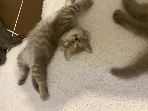 British shorthair yavru