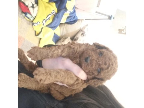 Son kız poodle bebişimiz