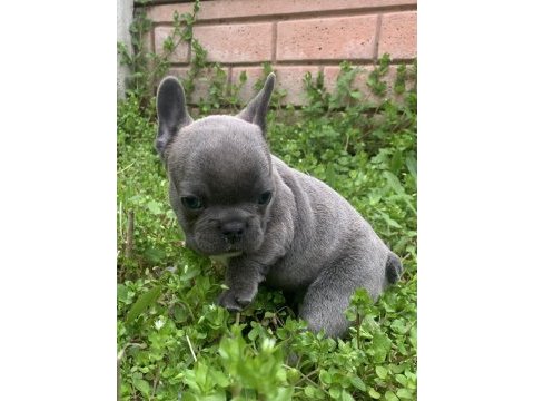 Diş ve erkek french bulldog
