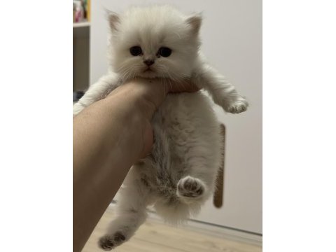 British shorthair yavrular (açıklamayı okuyun)