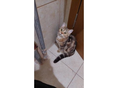 Golden tabby british shorthair erkek 1 yaşında