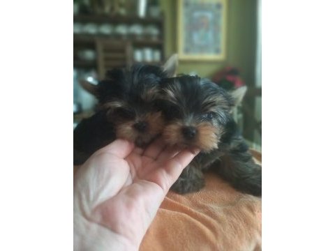 Teacup yorkshire terrier yavrularımız