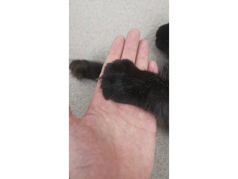 Maine coon dişi yavru polydact 6677