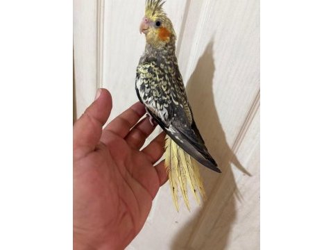 65 günlük full evcil kusursuz bebek sultan