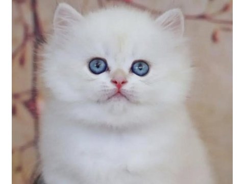 British longhair beyaz yavru