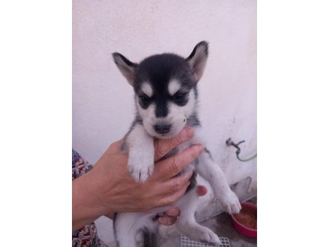 A kalite husky bebekler