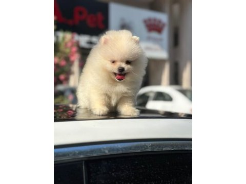 Ayı surat pomeranian boo erkek dişi