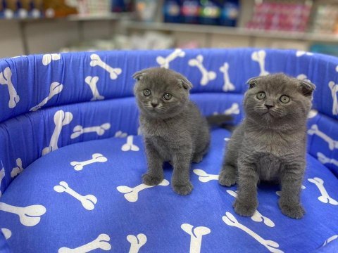 Show kalite tam kapalı kulak lilak scottish fold
