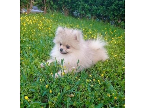 Antalya içi sahiplendirme pomeranian boo