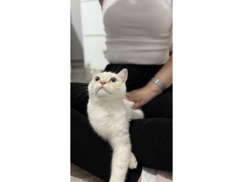 Minik patili british shorthair dostuma yuva