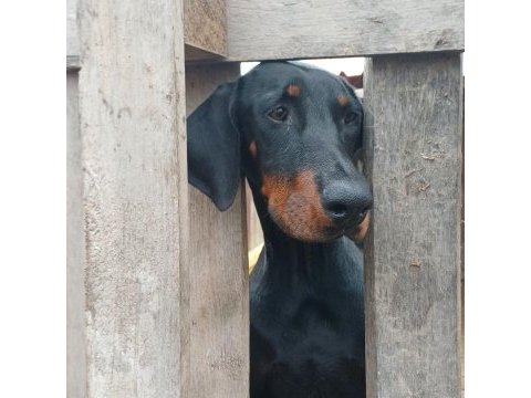 Doberman damızlık dişi ve erkek