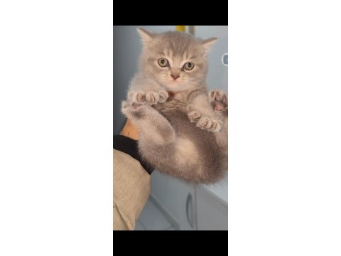 British shorthair yavru kedimiz