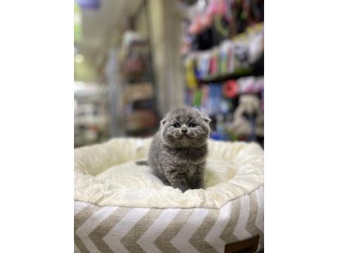 Üst kalite scottish fold bebeklerimiz