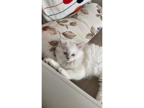 2 buçuk aylık dişi british longhair