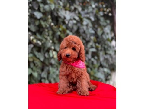 Safkan red brown toy poodle yavrular