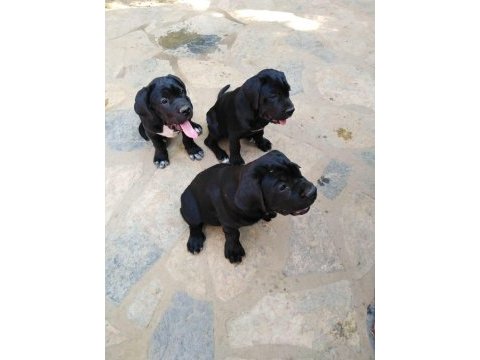 90 günlük cane corso yavrular