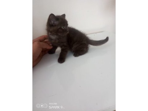 British shorthair nadir renk