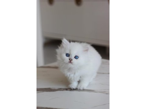 Show kalite british longhair