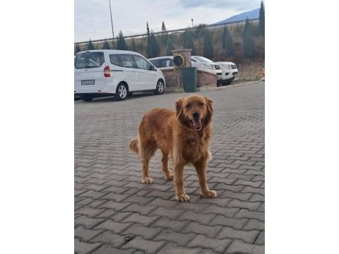 Bakımlı kısırlaştırılmış oyuncu golden retriever